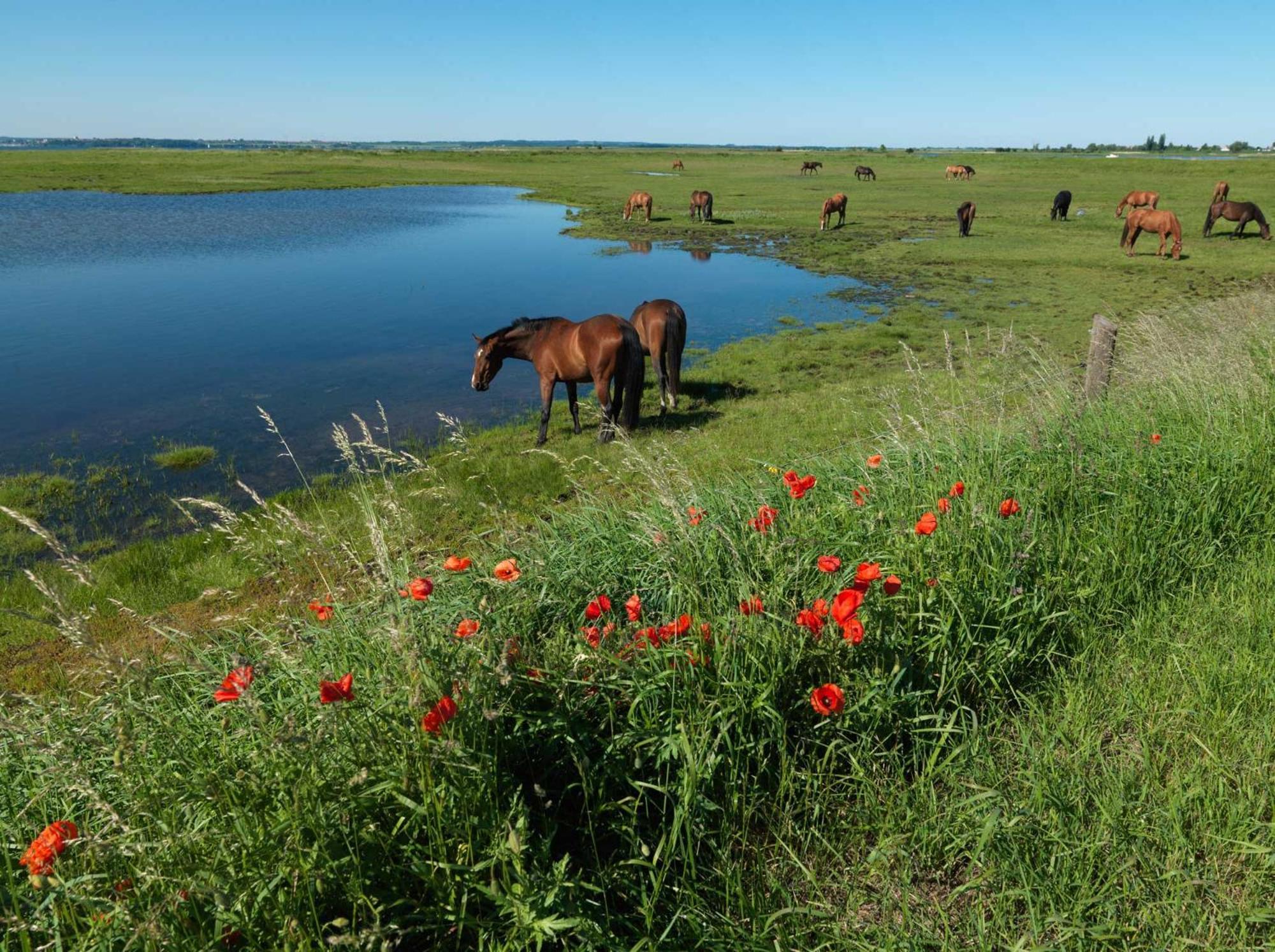 Daenische Ferienhaeuser Am Salzhaff Haus Kaept'N Nemo إنسيل بويل المظهر الخارجي الصورة